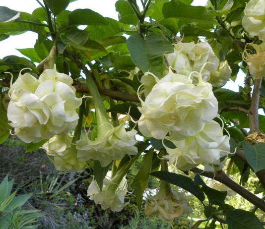 Бругмансия (Brugmansia)