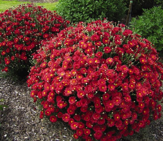 Кусты хризантем в саду
