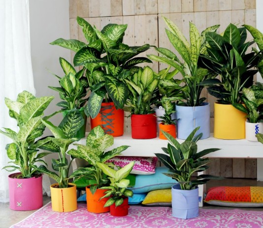 Диффенбахии (Dieffenbachia)