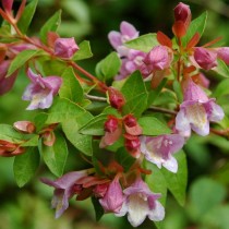 Абелия мелколистная (Abelia parvifolia) Абелия мелколистная (Abelia parvifolia)