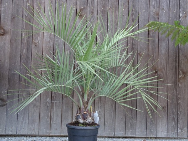 Бутия головчатая (Butia capitata) Бутия головчатая (Butia capitata)