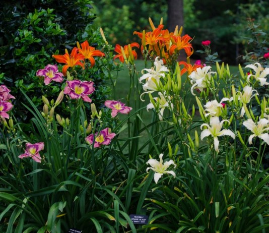 Цветник из разных сортов лилейника