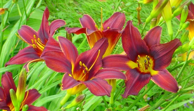 Лилейник сорта 'Black Prince'