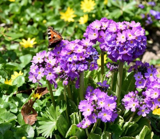 Примулы в саду