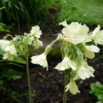 Примула альпийская (Primula alpicola)