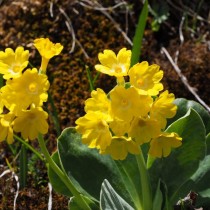 Примула ушковая (Primula auricula)