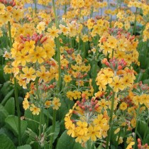 Примула Буллея (Primula bulleyana)