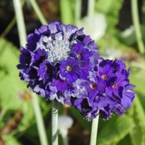 Примула головчатая (Primula capitata)