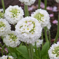 Примула мелкозубчатая (Primula denticulata)