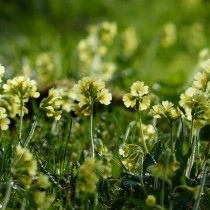 Примула высокая (Primula elatior)