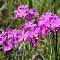 Примула мучнистая (Primula farinosa)