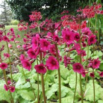 Примула японская (Primula japonica)
