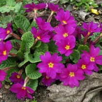 Примула Юлии (Primula juliae)