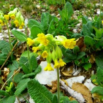 Примула весенняя (Primula veris)