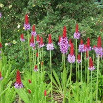 Примула Виаля (Primula vialii)