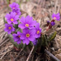 Примула Воронова (Primula woronowii)