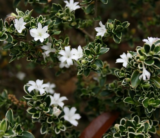 Серисса японская (Serissa japonica)
