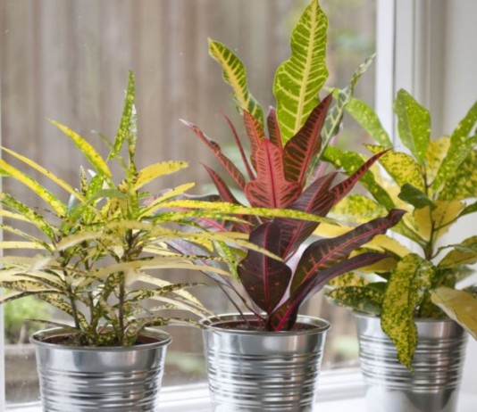 Правильное питание комнатных растений - Красивоцветущие Комнатные растения