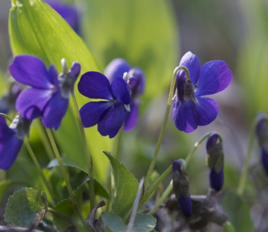 Фиалка душистая (Viola odorata)