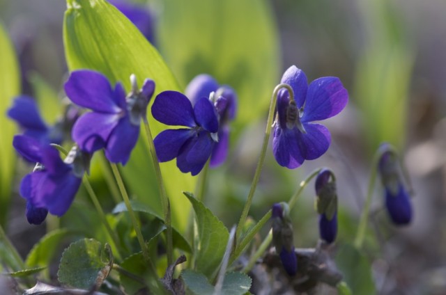 Фиалка душистая (Viola odorata)