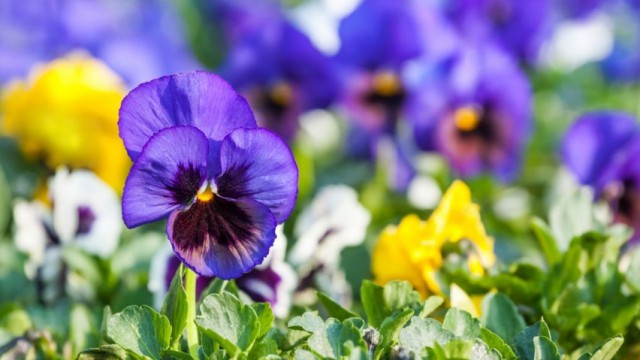 Фиалка Виттрока, или садовые анютины глазки (Viola × wittrockiana)