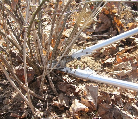 Осенняя обрезка крыжовника