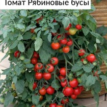 Томат Рябиновые бусы от Агрофирмы Поиск Томат Рябиновые бусы от Агрофирмы Поиск