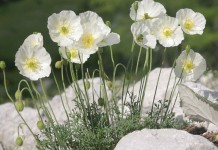 Мак альпийский (Papaver alpinum)