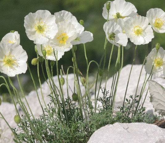 Как выращивать декоративные маки из семян? - Цветник и ландшафт Мак альпийский (Papaver alpinum)
