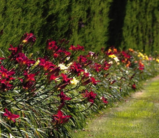 Цветник-лента или вытянутый одинарный бордюр - Цветы многолетние Однорядный цветник-бордюр из лилейников