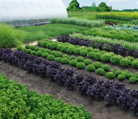 Селекция овощей от Агрофирмы АЭЛИТА