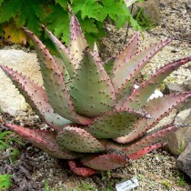 Алоэ Марлота (Aloe marlothii) Алоэ Марлота (Aloe marlothii)