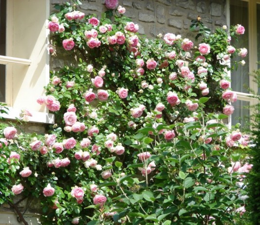 Плетистая роза на фасаде дома