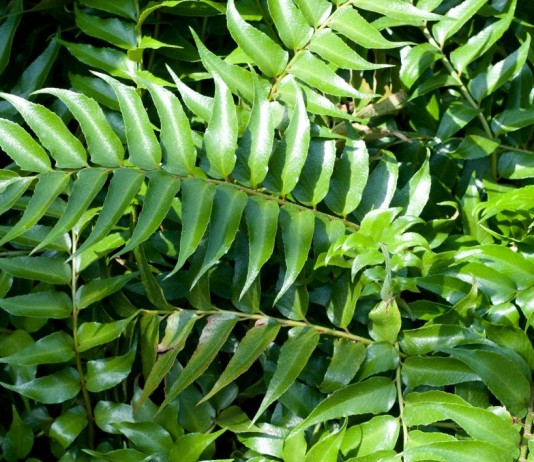 Циртомиум — папоротник-раритет - Комнатные растения Циртомиум серповидный (Cyrtomium falcatum) или Фанерофлебия серповидная