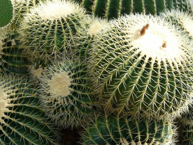 Эхинокактус, или Ежовый кактус (Echinocactus) Эхинокактус, или Ежовый кактус (Echinocactus)