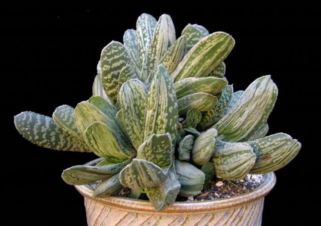 Гастерия (Gasteria) Гастерия (Gasteria)