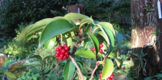 Кадсура японская (Kadsura japonica)
