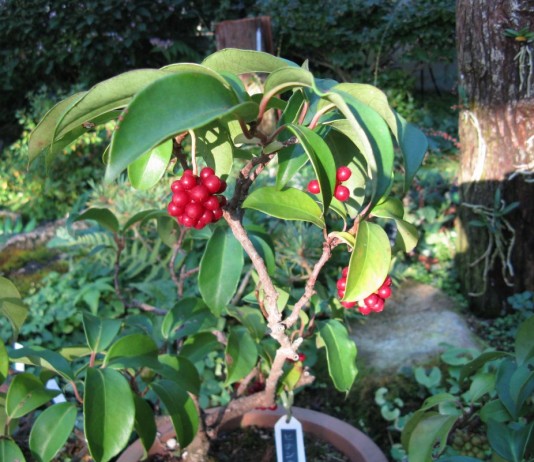 Кадзура японская — комнатная редкость - Комнатные растения Кадсура японская (Kadsura japonica)