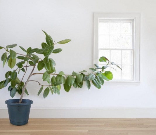 Почему вытягиваются комнатные растения?