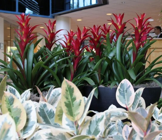 Лучшие растения для холодного фойе и холла - Красивоцветущие Декоративные растения в холле здания