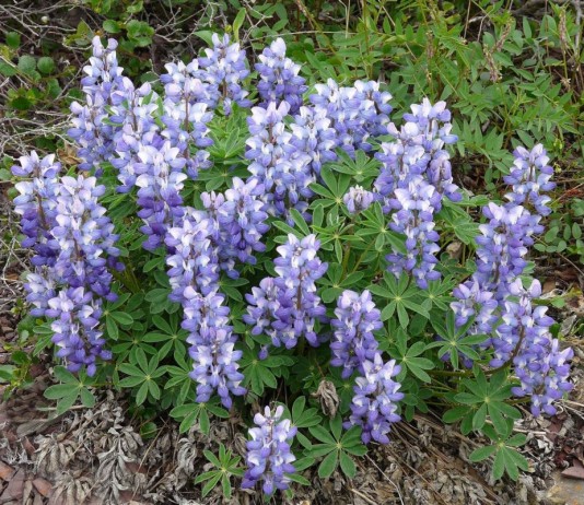 Люпин арктический (Lupinus arcticus)