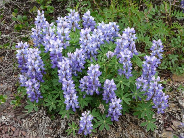 Люпин арктический (Lupinus arcticus)