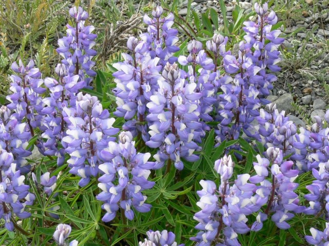 Люпин арктический (Lupinus arcticus)
