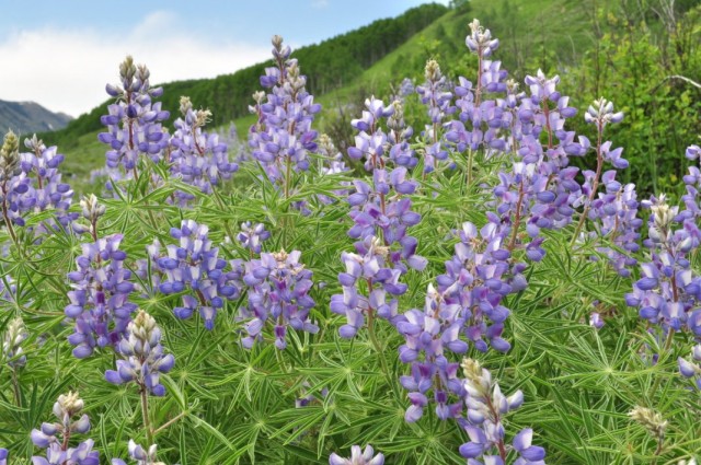 Люпин серебристый (Lupinus argenteus)