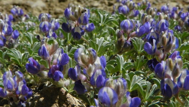 Люпин Бревера (Lupinus breweri)