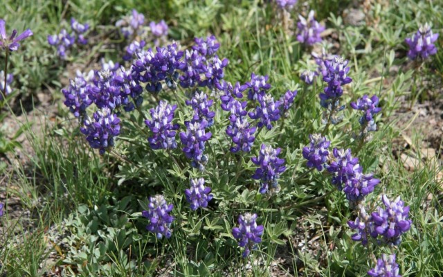 Люпин Бревера (Lupinus breweri)