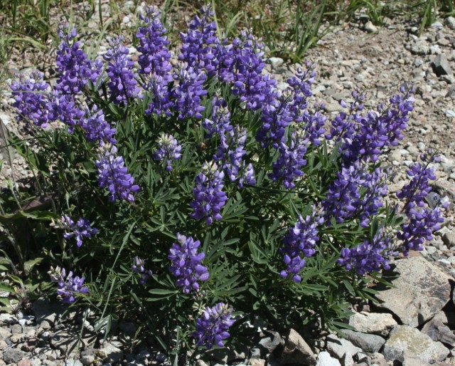 Люпин широколистный (Lupinus latifolius)