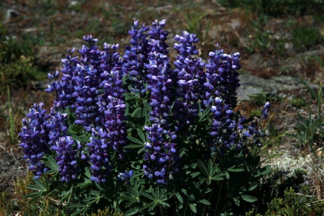 Люпин лепидус (Lupinus lepidus)