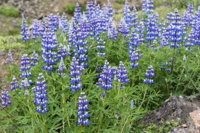 Люпин нутканский (Lupinus nootkatensis)