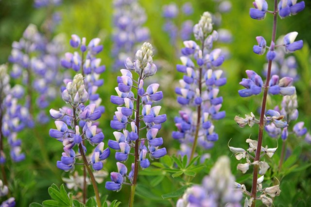 Люпин нутканский (Lupinus nootkatensis)